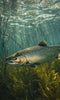 Sleek salmon swimming and gliding gracefully through clear flowing water